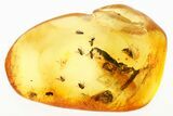 Detailed Fossil Tree Midge Swarm (Chironomidae) In Baltic Amber #288563-1